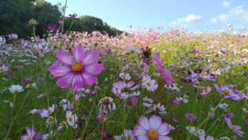 万博記念公園のコスモス22開花状況や見頃は アクセスや駐車場も ココミミ情報局 花の見頃 イベント情報