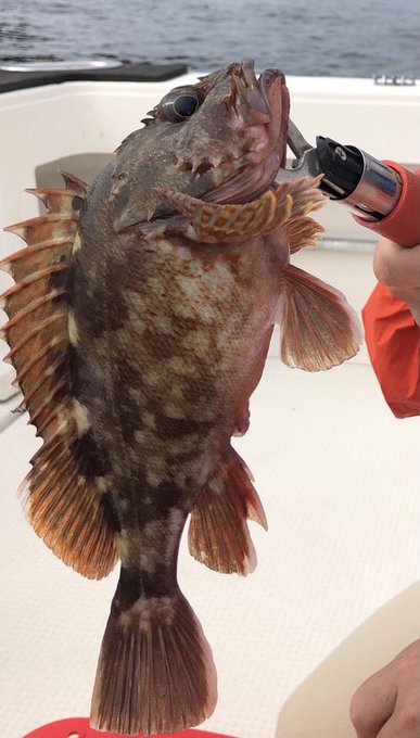 カサゴのtwitterイラスト検索結果