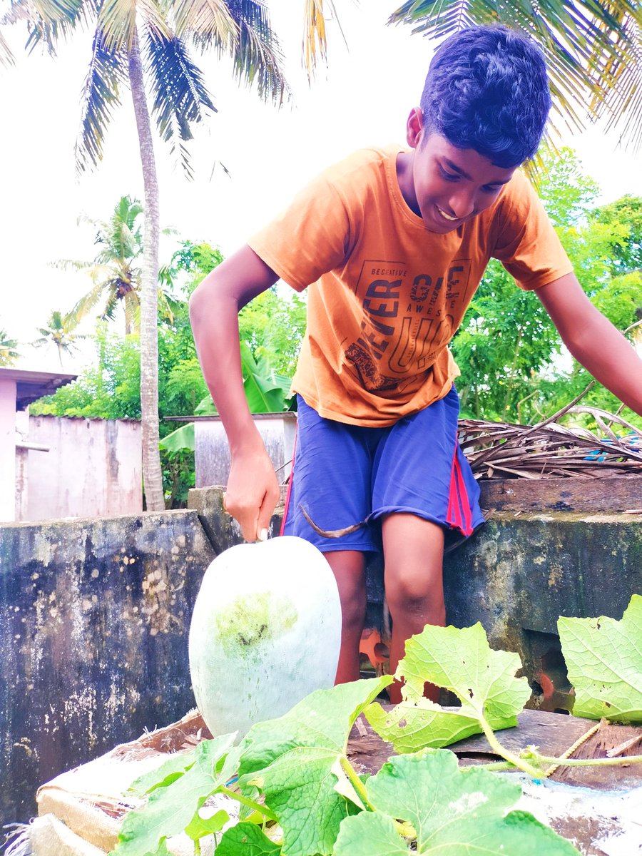 വീട്ടിലെ ചെറിയ കൃഷിയുടെ വിളവെടുപ്പ്