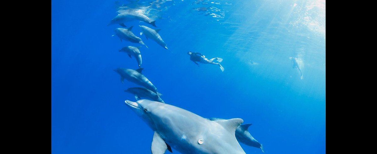 samuelmilby's tweet photo. When we went out to the ocean, didnt know if we'd see any dolphins at all. It turned out to be an overwhelming experience when we got to swim with over 30 dolphins  (spinners &amp; bottlenose). Might have been my favorite part of the trip 🐬 #vitaminseaMauritius #Mauritius https://t.co/xNKBaJkxZo