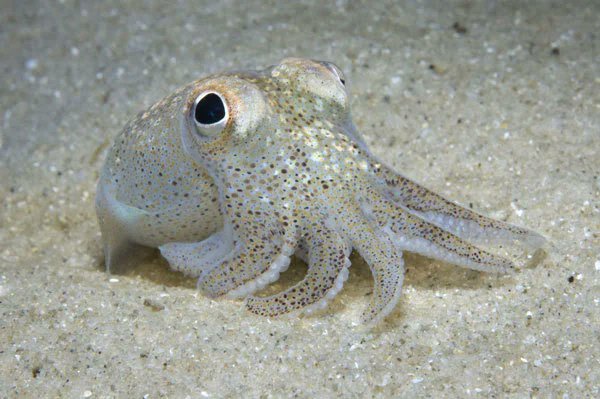 Bob Wong (@bbmwong.bsky.social) (@bbm_wong) on Twitter photo Happy squittleday. To mark international squid day/cuttlefish day, here’s a throwback to a 2013 <a href="/BehavEcol/">Behavioral Ecology</a> cover image highlighting research by former PhD student Ben Wegener showing strategic male mate choice in southern bottletail squid.
doi.org/10.1093/beheco…
Image: J Finn Happy squittleday. To mark international squid day/cuttlefish day, here’s a throwback to a 2013 <a href="/BehavEcol/">Behavioral Ecology</a> cover image highlighting research by former PhD student Ben Wegener showing strategic male mate choice in southern bottletail squid.
doi.org/10.1093/beheco…
Image: J Finn