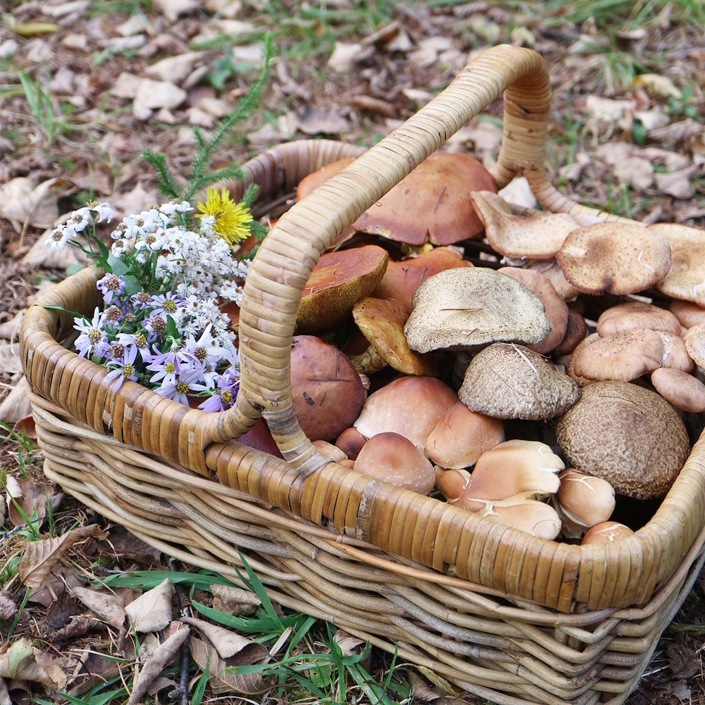 とよ田キノ子 本日の日和田高原は晩秋の雰囲気 日和田高原ロッジでデイキャンプしつつ 入山券を購入して散策 採取 本日の成果は ハナイグチ シロヌメリイグリ クリタケ ナラタケ ムキタケ アイシメジ 自宅で きのこ汁にするには十分な収穫 森は