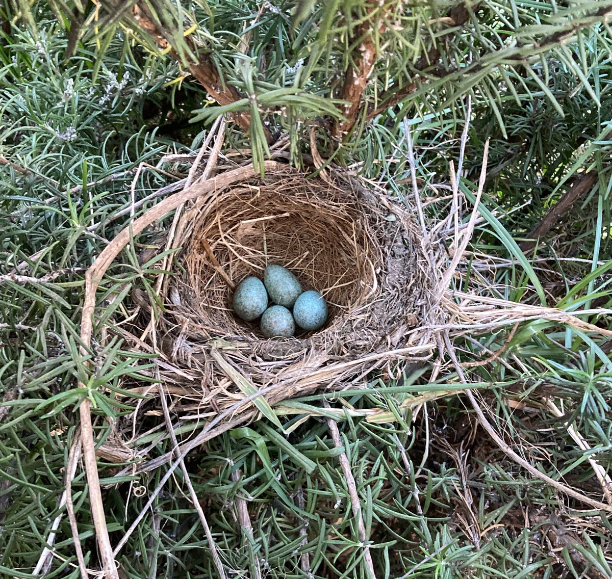 犬のたこちゃん Takochan Aus Twitter