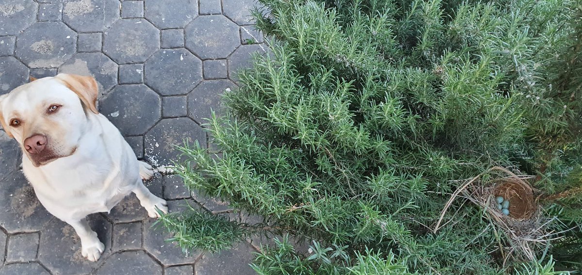 犬のたこちゃん Takochan Aus Twitter