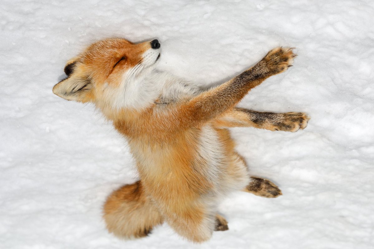 狐仙人乃弟子 トコノ オルタ (@ttt_zegu952) on Twitter photo 