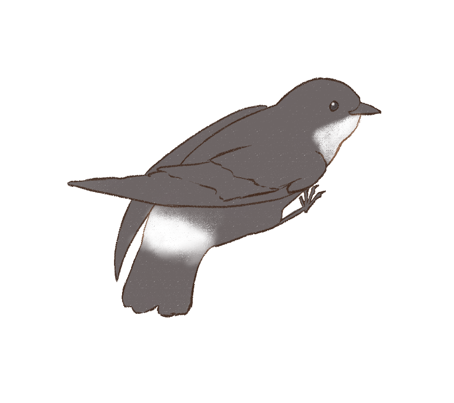 鳥のイラスト図鑑