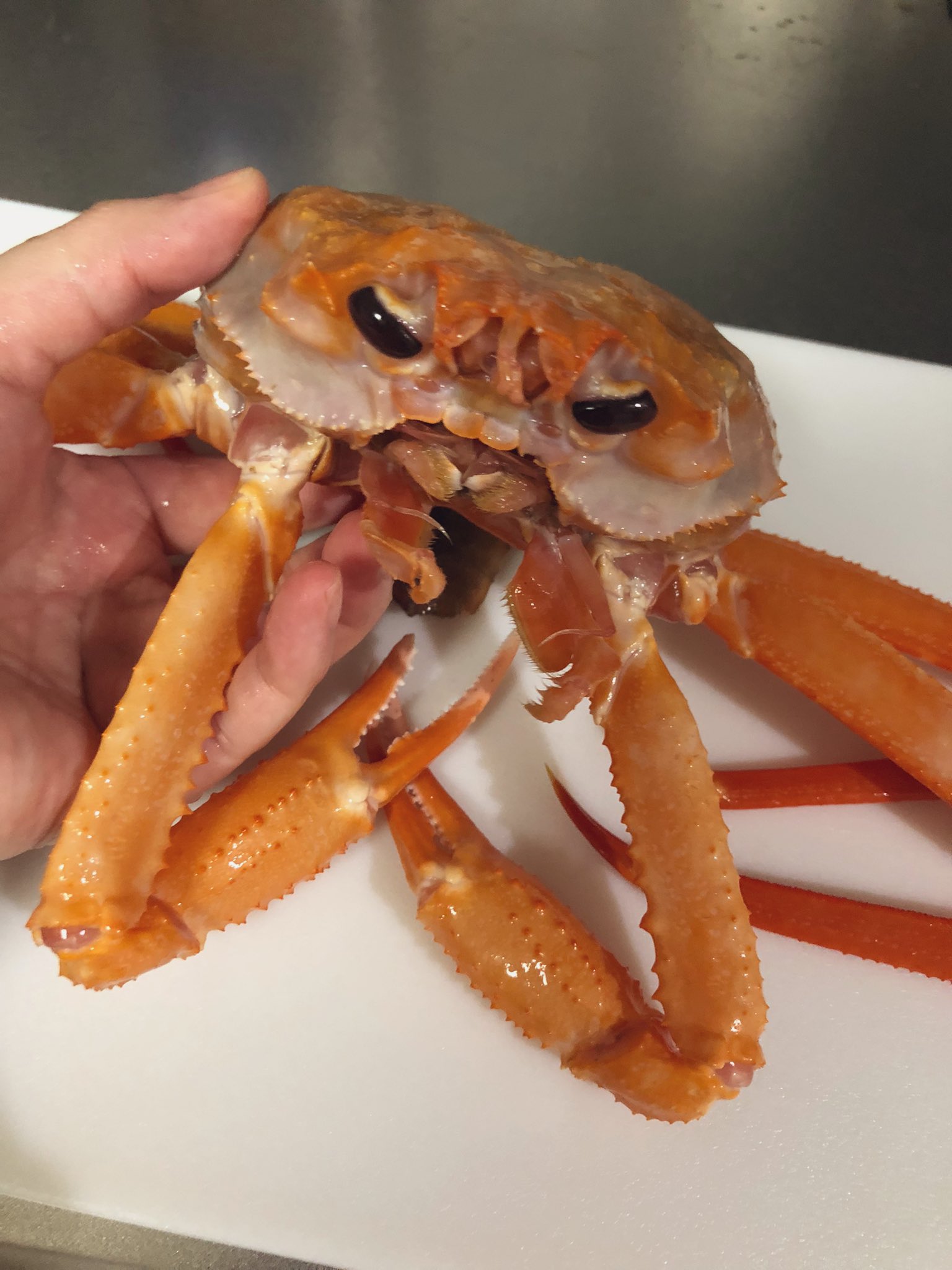 みみみ 買ってきたカニちゃんが とっても可愛いお顔をしていた この子が特別可愛いのか カニって実は可愛いのかしら ていうかなんて種類のカニ カニ 蟹 T Co M4qyra4ifl Twitter