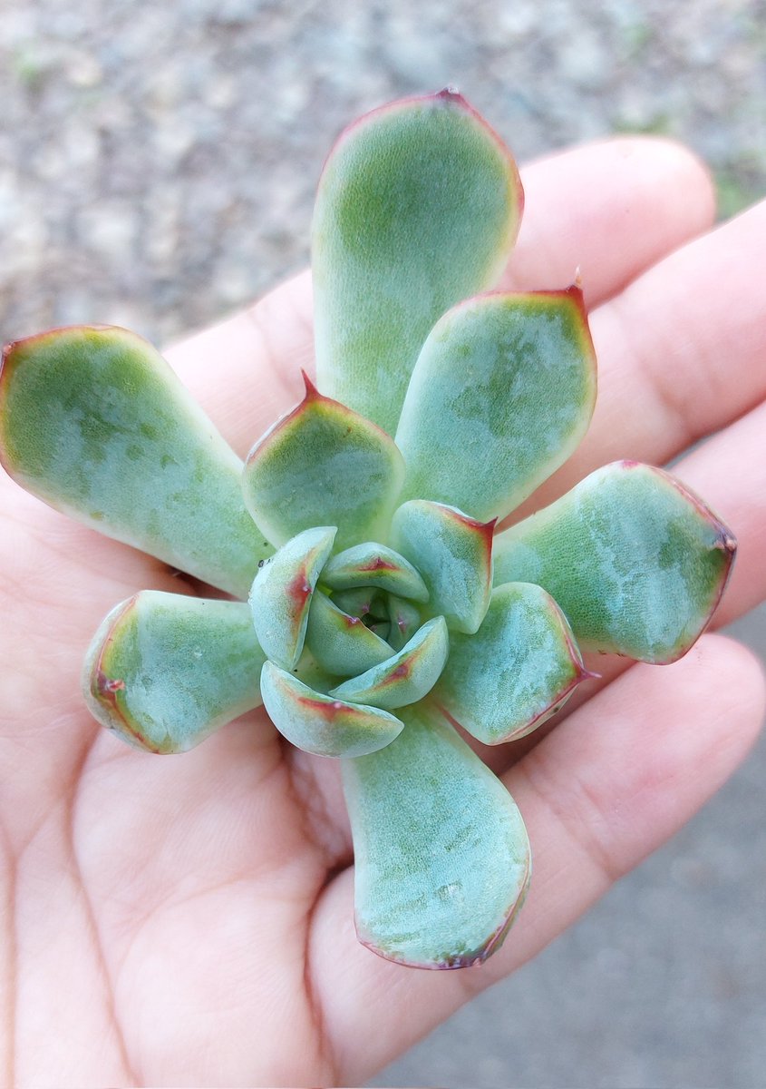 なぁ お気に入りの花うららちゃんに カイガラムシ発生 しかもすす病 カイガラムシ 今年2件目の発見で撃沈 オルトランぶち込んでちょっきんぱした 辛すぎるよ どうか復活して 多肉植物 多肉 1日1回多肉写真 なぁの多肉日記 花