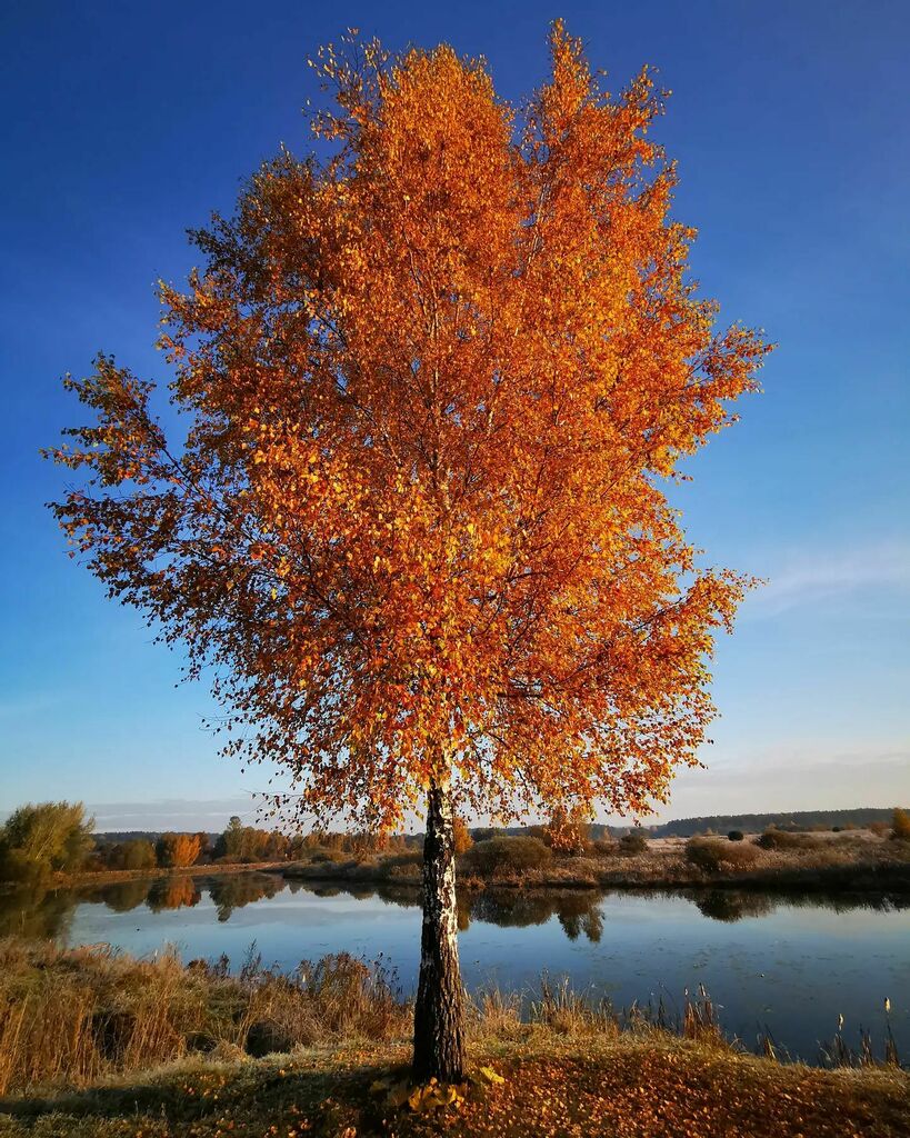 October #birch #river #autumn #autumnlook #riverside #sunrise #orange #Moscow #Region #fall #morning