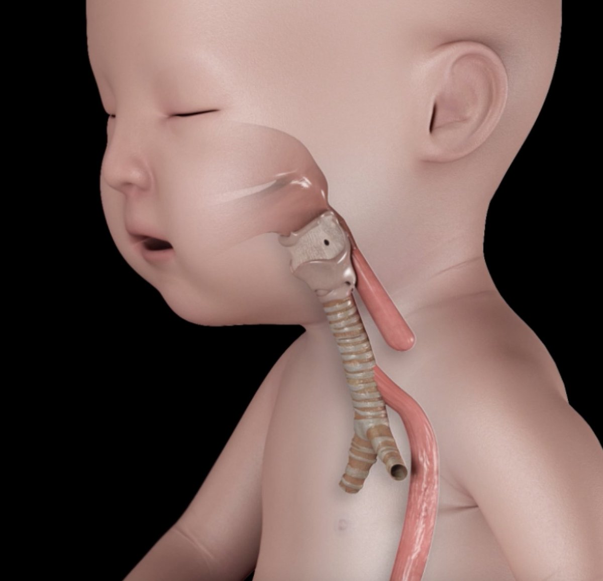 Jorge Collantes M D Ob Gyn Researcher Jorgecollantesg Twitter Jorge Collantes M D Ob Gyn Researcher Jorgecollantesg Twitter