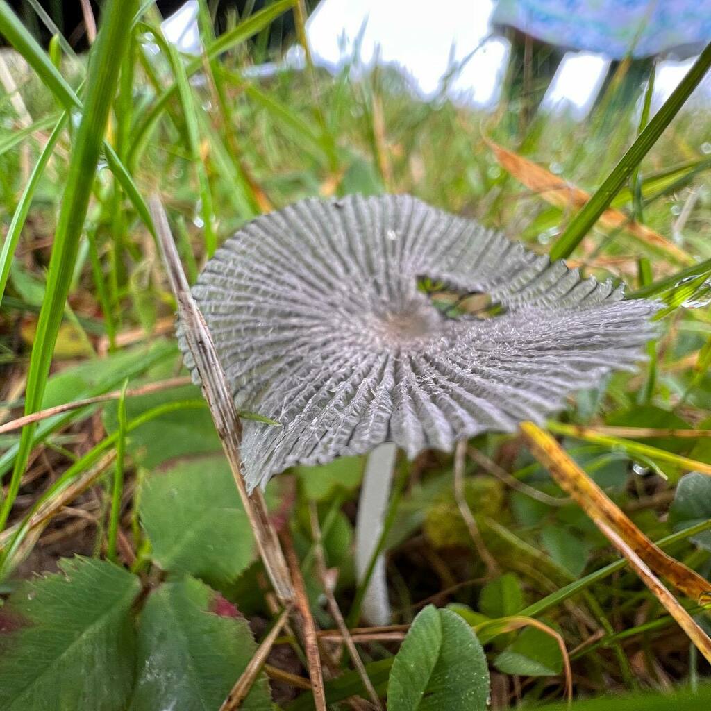decoyotis's tweet photo. Pleated ink cap https://t.co/RK4eExSxOk https://t.co/vQ2eHDMGW8