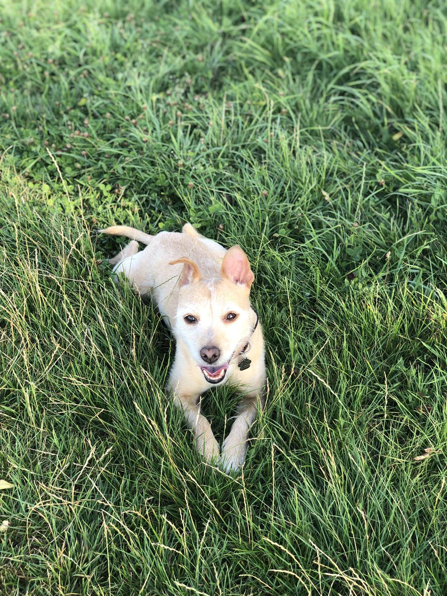 rvnpetnanny's tweet photo. 11 TODAY!!! πππ
#birthdaygirl #happybirthday #rescuepets #rescuepetsoftwitter #terrier #mixedbreed #dogsoftwitter https://t.co/rtf8k6ishf