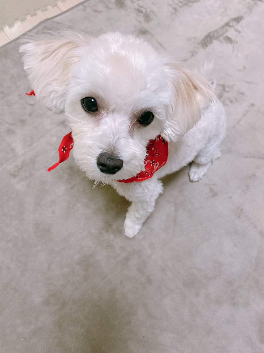 komukomu67's tweet photo. トリミング行ってきました✨🤍

おすわりからの、、
ジャーンプ！！！🐶🐾

#犬　#犬のいる暮らし
#マルプー　#トリミング https://t.co/8ggNYqwyvg
