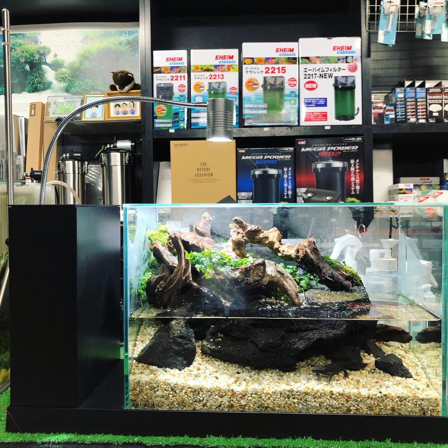アクアテイク-E(アクアテイクイー)熱帯魚専門店 on X: アクアテイク-E(アクアテイクイー)熱帯魚専門店 on X: