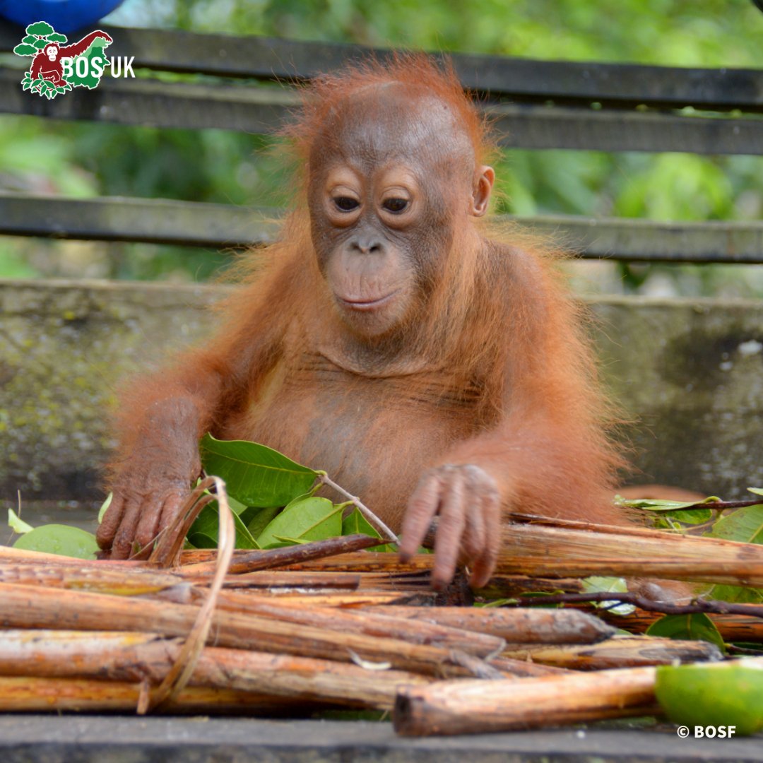 BorneoOSUK's tweet photo. Can anyone guess who this is?
Rescued as a starving orphan, he became one of the biggest stars of #OrangutanJungleSchool which is available to view on Sky Showcase HD, channel 106!
Orangutans should never be forced to live with humans. #NotAPet #BornToBeWild #CriticallyEndangered https://t.co/Bs71mo2RXJ
