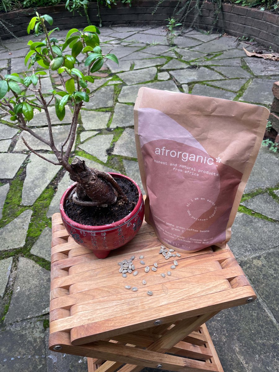 afrorganic's tweet photo. Real life photos of our products #afrorganic #london #geisha #guatemala #greencoffee #coffeebeans https://t.co/1jO7KRpvG8