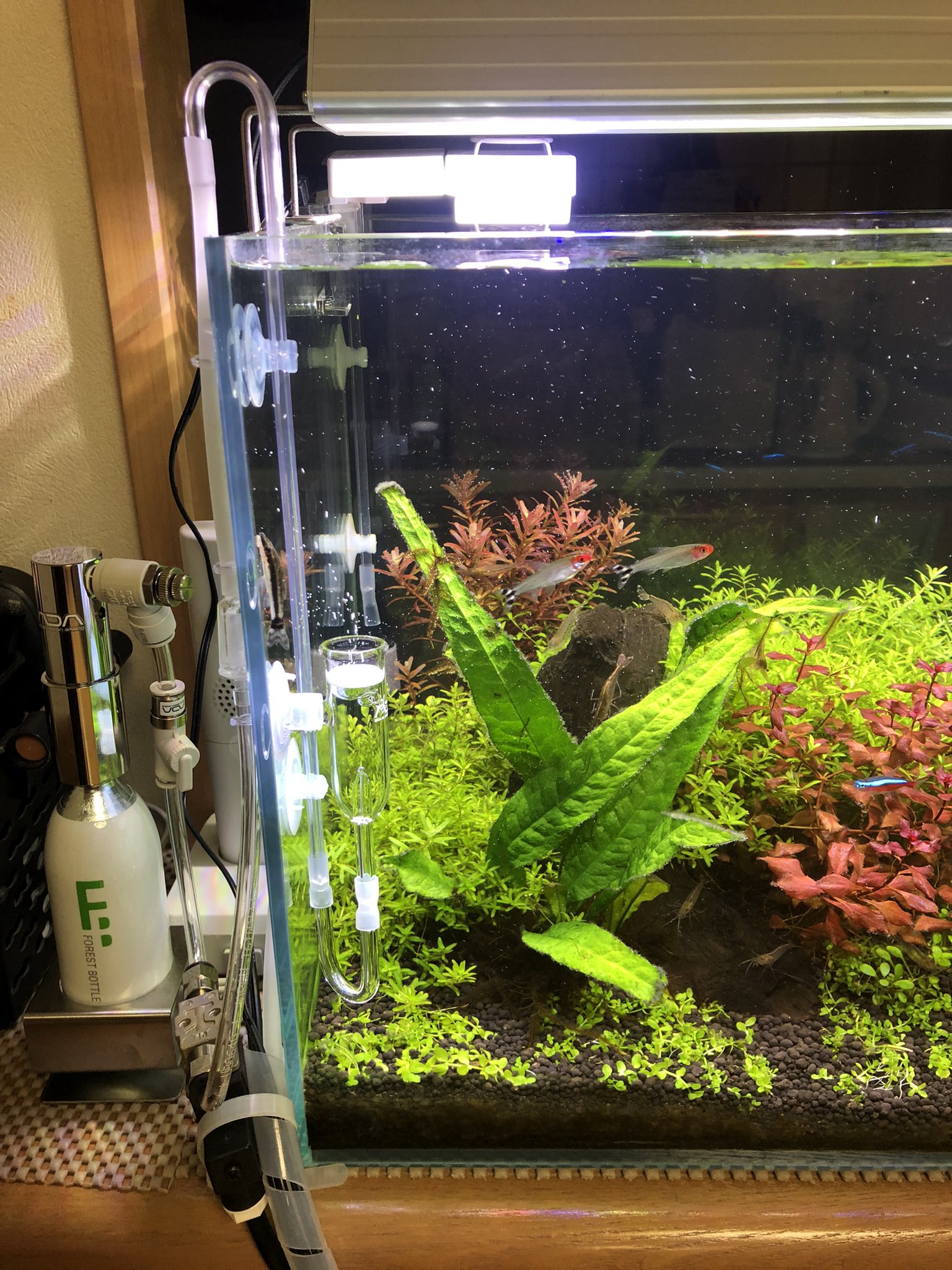 Keiji0 ある事件が起こり 発酵式のco2添加を辞めました 結局adaのco2添加の装置を購入 お金かかってしまったわー Tot Co2アドバンスシステム Ada Co2添加 水草水槽 T Co Pb8bbpruzh Twitter