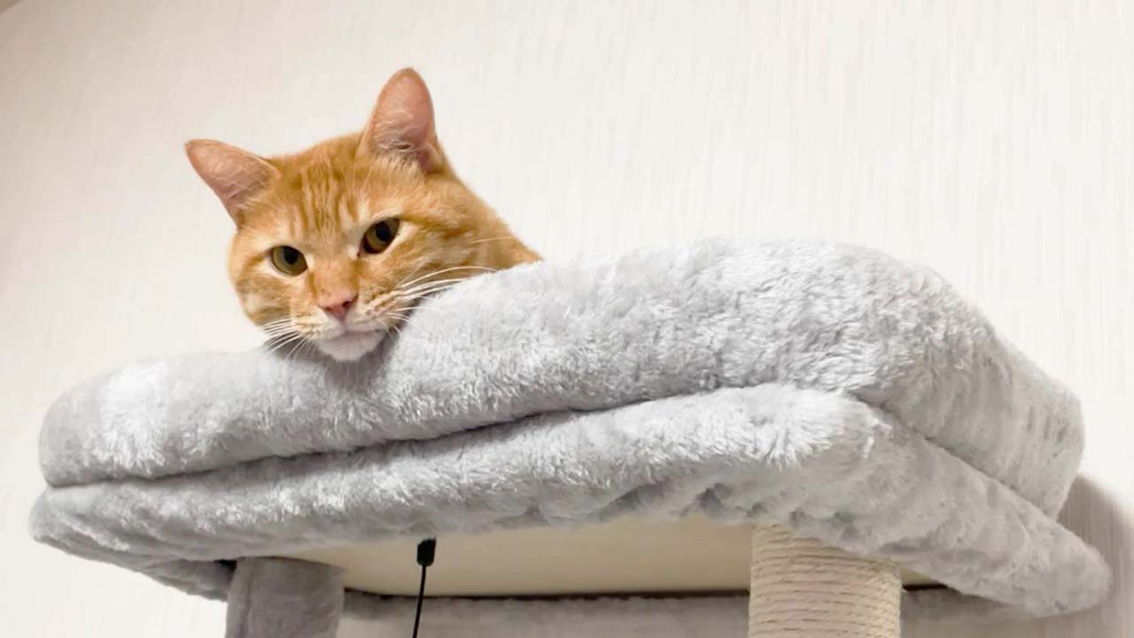 茶トラ猫つくね 猫の知覚過敏症 発症から3週間 経過報告 背中の痙攣や高速グルーミングは時々あるけれど 元気に過ごしています Youtube動画 T Co Dmf8ibkso6 知覚過敏症 痙攣 猫 茶トラ猫 Cats T Co Rhc2rruzko Twitter