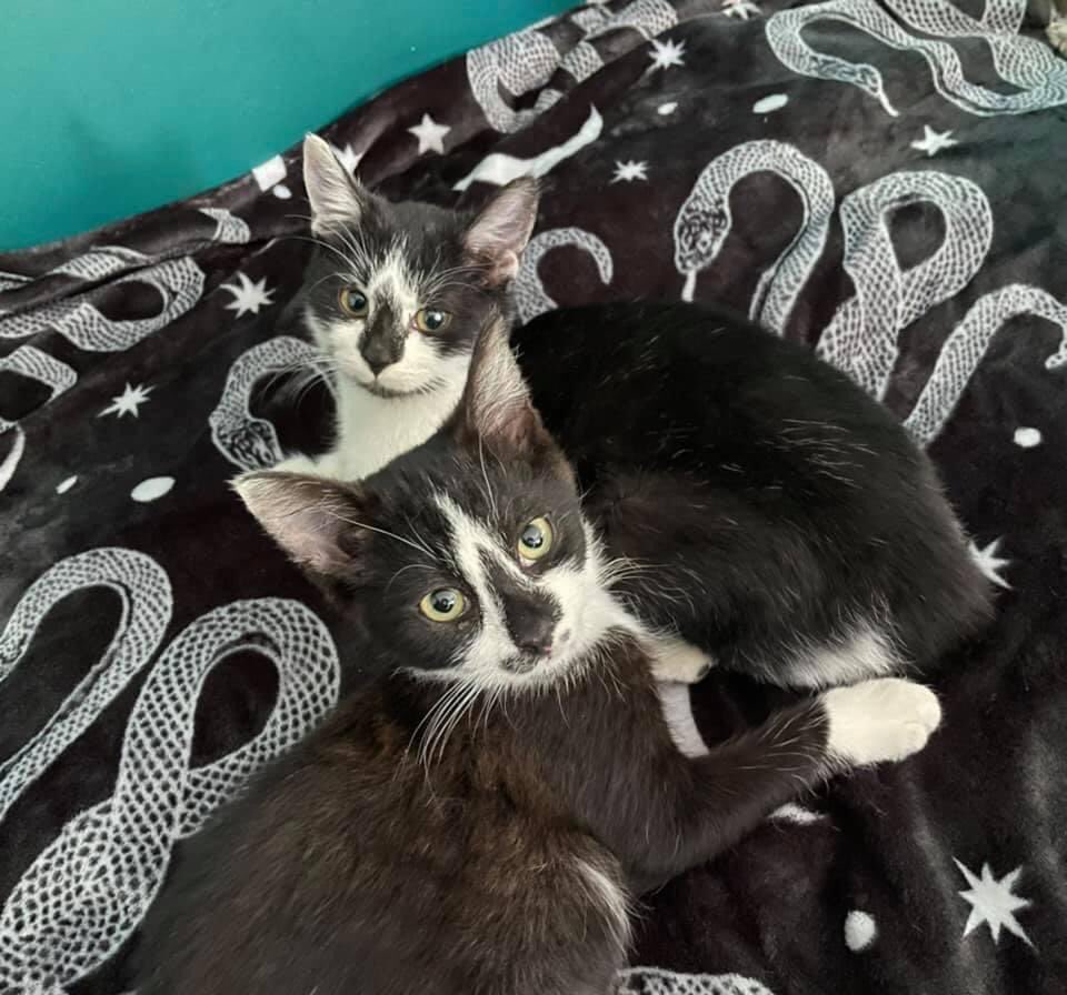 kapitanrosomak's tweet photo. #oddam #adopcja #adopcje #kot Rodzeństwo, brat i siostra.Milo i Hati. Małe kitki szukają domków. Smutno je rozdzielać ale wiem, że ciężko o domek w którym znajdzie się miejsce dla dwóch kociąt, a może jednak.Zainteresowane osoby mogą pytać pod numerem tel. 883093553 #Częstochowa https://t.co/BrXpvo5ktF