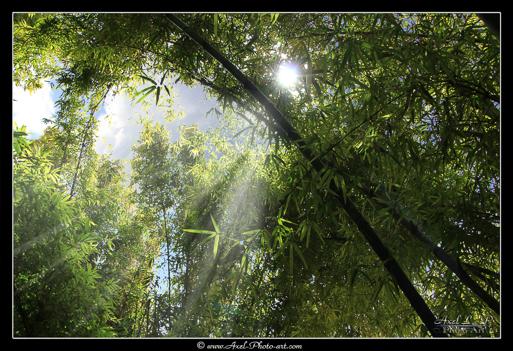 Axel L.P. photo art tweet media