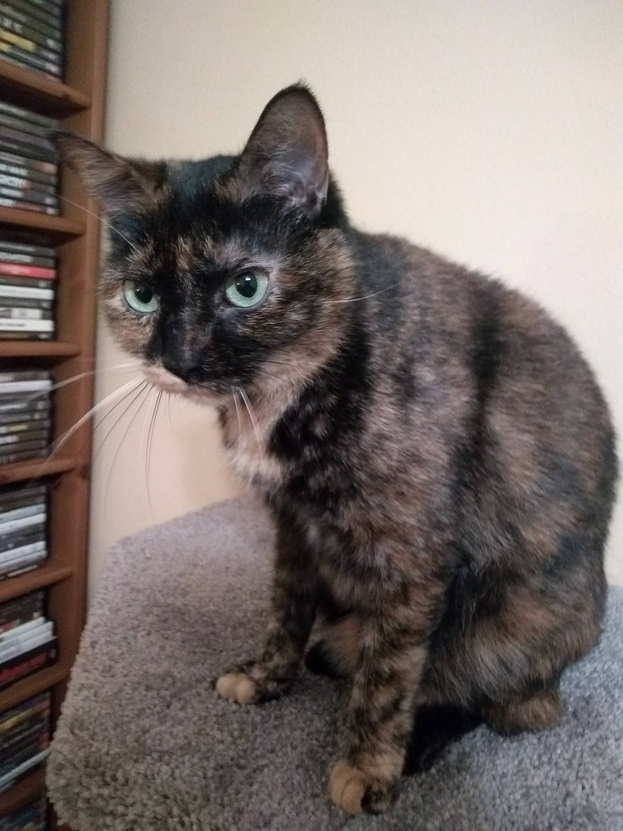 I'm moving and I've lost one of my cats when we stopped at a hotel. If anyone is in Austin near the Motel 6 on I-35 7100, please please if you find her, contact me. She's a black and grey tortoise shell cat, with orange stripes on one side of her face and a kinked tail