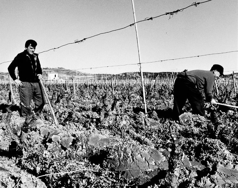 GFrancoManfredi's tweet photo. Come si somigliano le storie, di lavoro, tenacia, sudore e fatiche dei #vignaioli ... 
Dalle #Barbere del #Monferrato ai #Cirò ai #Palizzi ai #Savuto ai #Lamezia della #Calabria 

#FrancoLaiolo 
#DavideLajolo https://t.co/F8b6ww3ehk