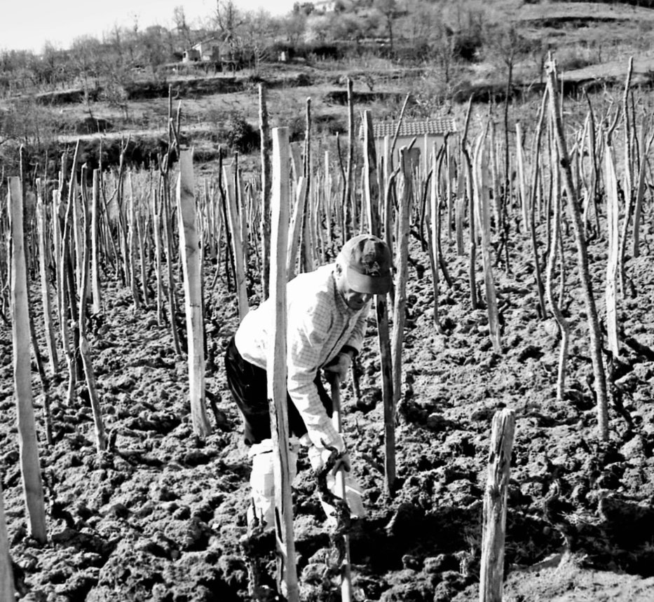 GFrancoManfredi's tweet photo. Come si somigliano le storie, di lavoro, tenacia, sudore e fatiche dei #vignaioli ... 
Dalle #Barbere del #Monferrato ai #Cirò ai #Palizzi ai #Savuto ai #Lamezia della #Calabria 

#FrancoLaiolo 
#DavideLajolo https://t.co/F8b6ww3ehk