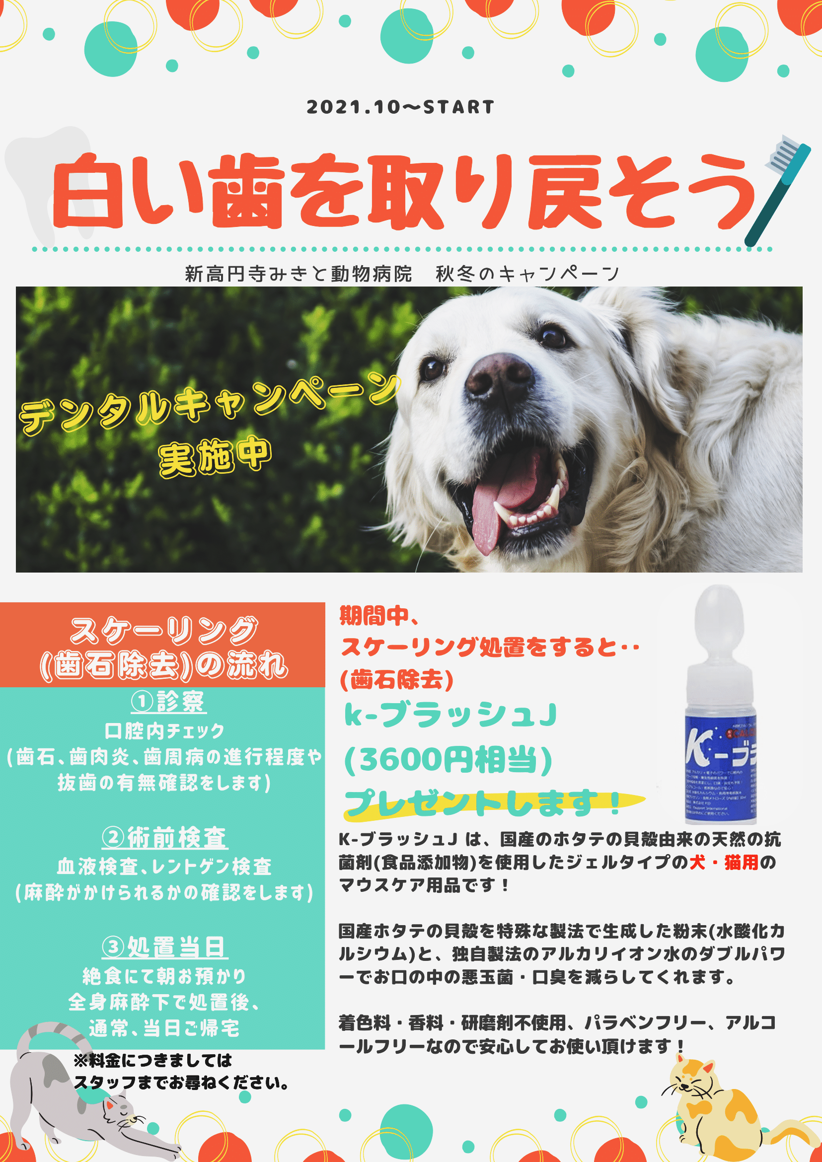 犬と猫の歯科診療 スケーリング、 抜歯 新品 ジェネラリストのための犬と猫