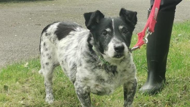 Animal Adoptions UK 🐕‍🦺🐈🐎❤️ tweet media