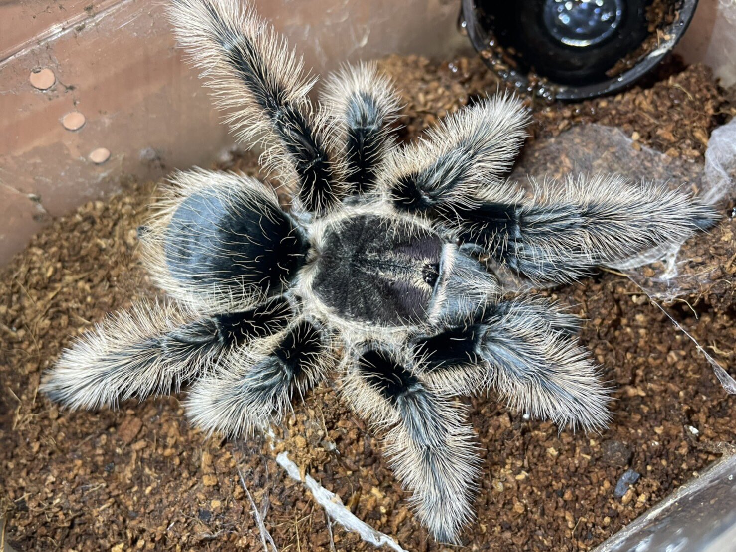 さっちゃん🐛🦂🕷 on X: 