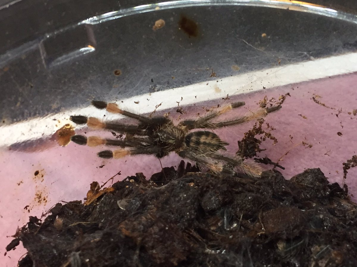 トリニダードシェブロン(Psalmopoeus cambridgei) 1:販売予定の幼体 2