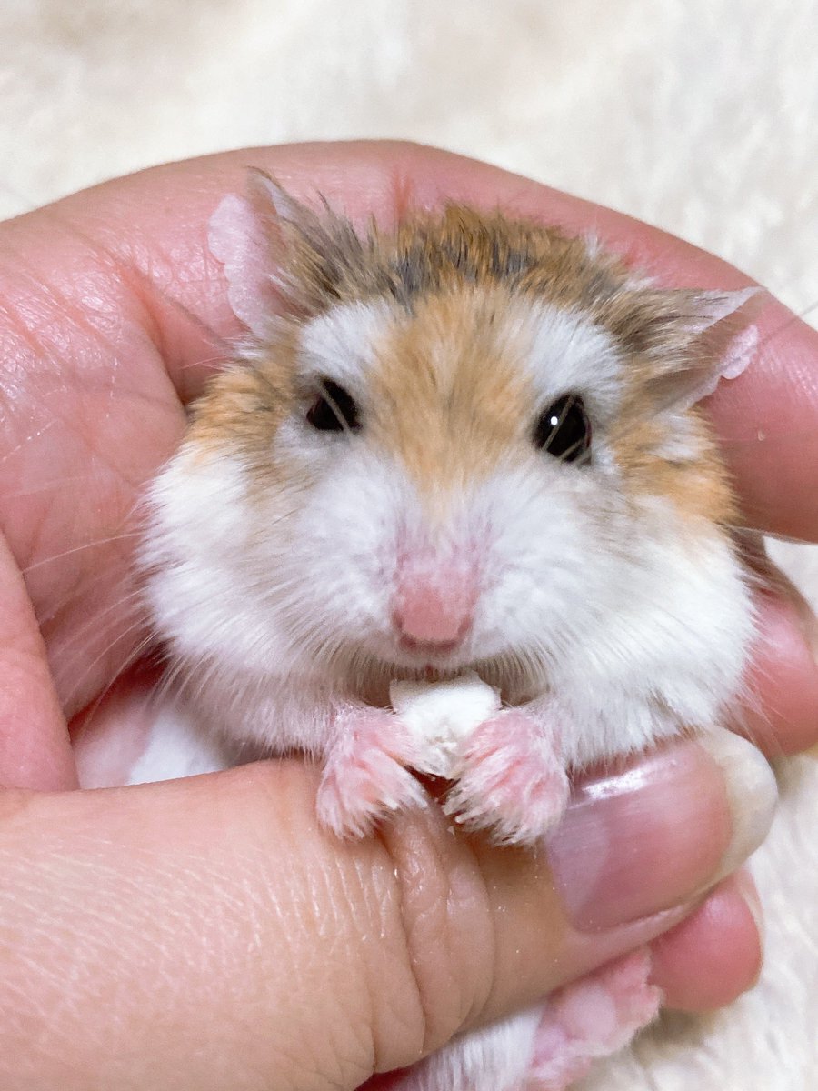 Top Tweets For あわび君 Twstalker