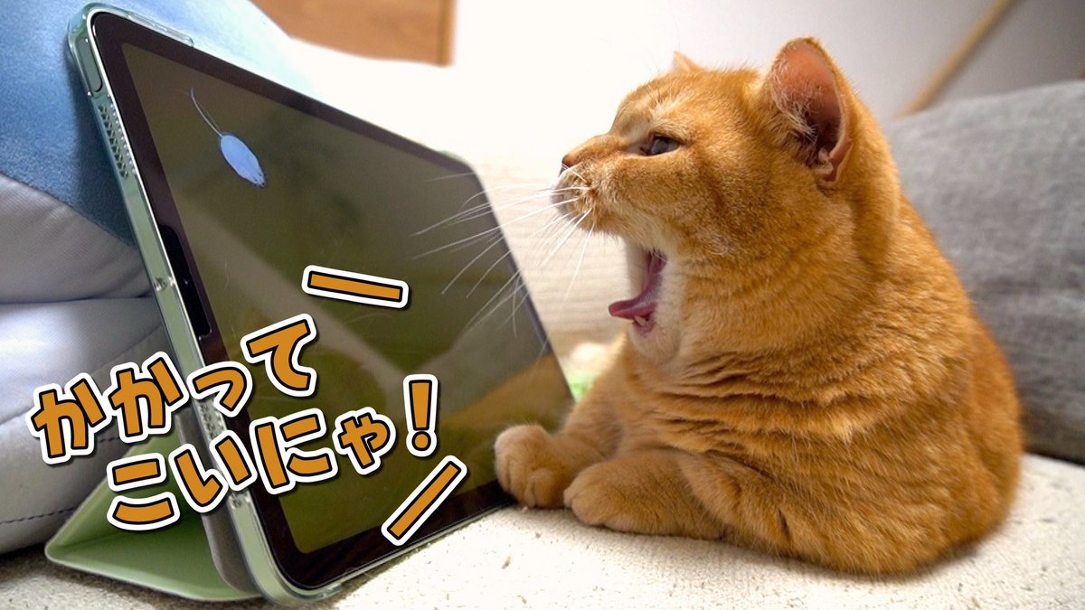 短足マンチカンのプリンฅ W ฅ Purin Nyann Twitter