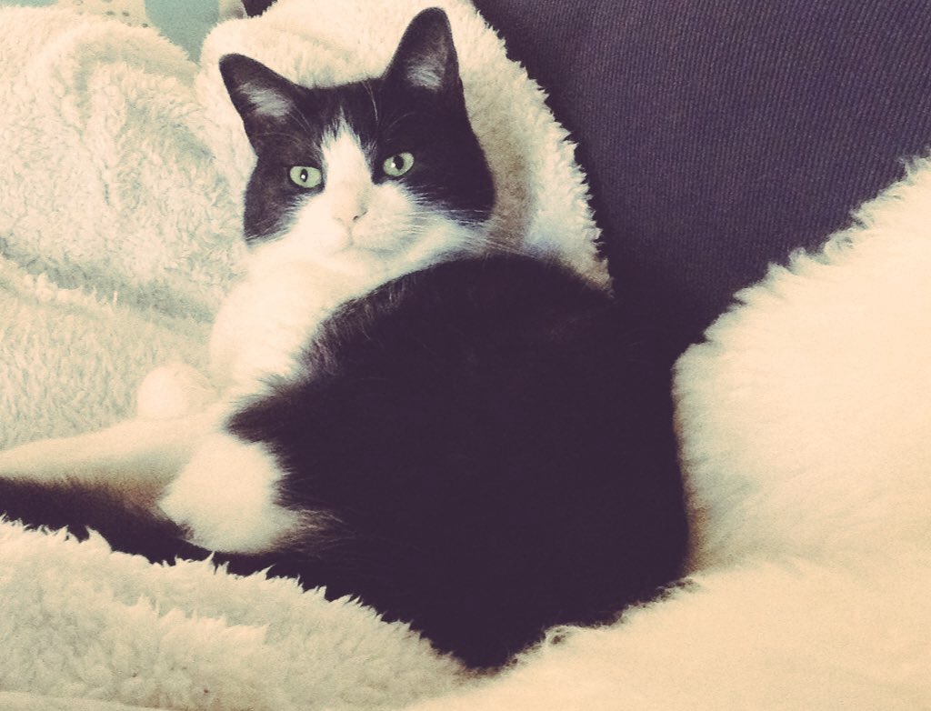 RT @EringoB02429272: Happy international Tuxedo Cat Day. Give your favourite  Tuxie extra love and treats today. https://t.co/mTCGDOpRXP