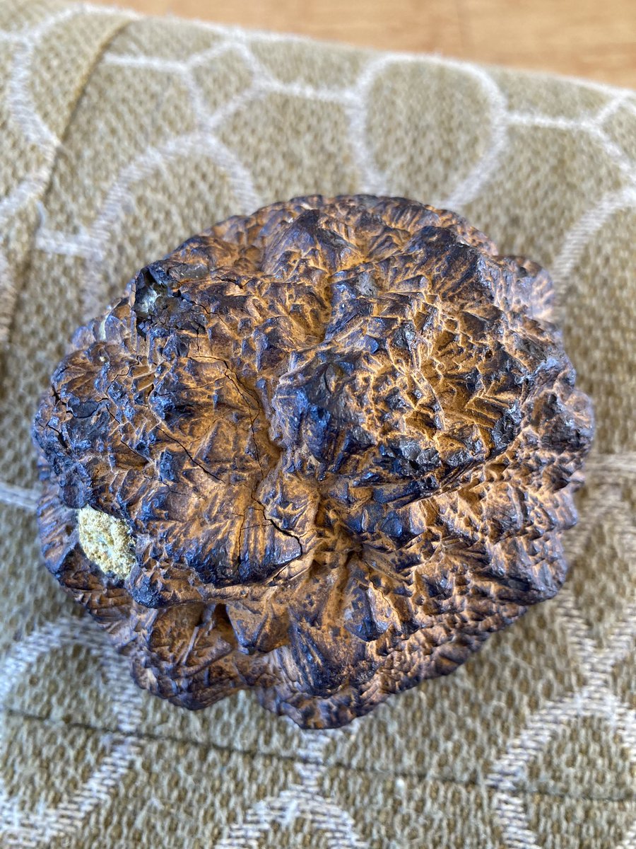 Rosaleen Duffy tweet media