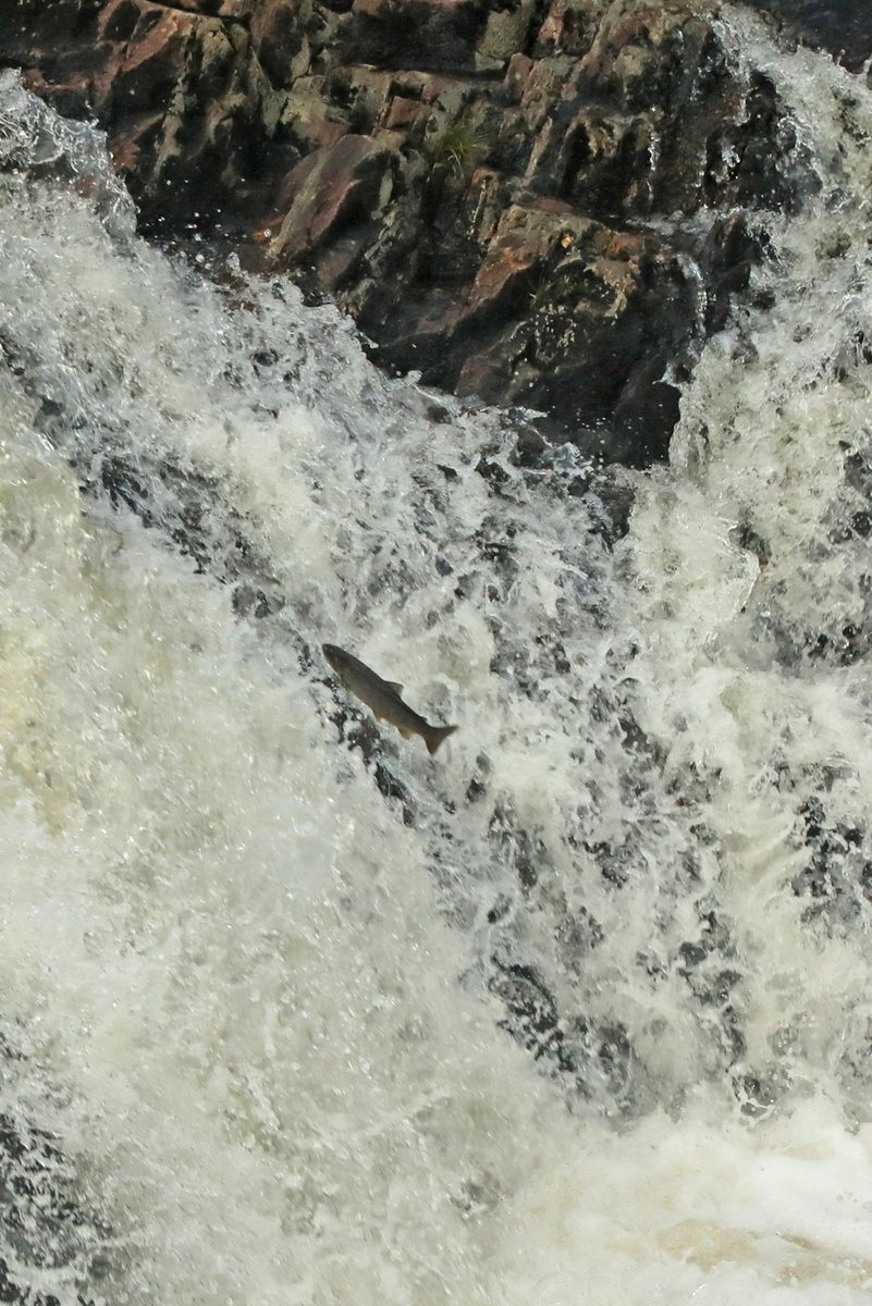 AlanWatsonFeat1's tweet photo. I spent another great day out in Glen Affric yesterday with staff &amp; students from the University of Greenwich, visiting Athnamulloch, the first site where I planted trees with Trees for Life, in 1991. We saw trout leaping up a cascade, rainbows, buzzards, a heron &amp; lots of trees! https://t.co/TlZZJWdWy3