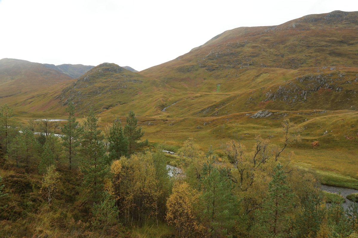 AlanWatsonFeat1's tweet photo. I spent another great day out in Glen Affric yesterday with staff &amp; students from the University of Greenwich, visiting Athnamulloch, the first site where I planted trees with Trees for Life, in 1991. We saw trout leaping up a cascade, rainbows, buzzards, a heron &amp; lots of trees! https://t.co/TlZZJWdWy3