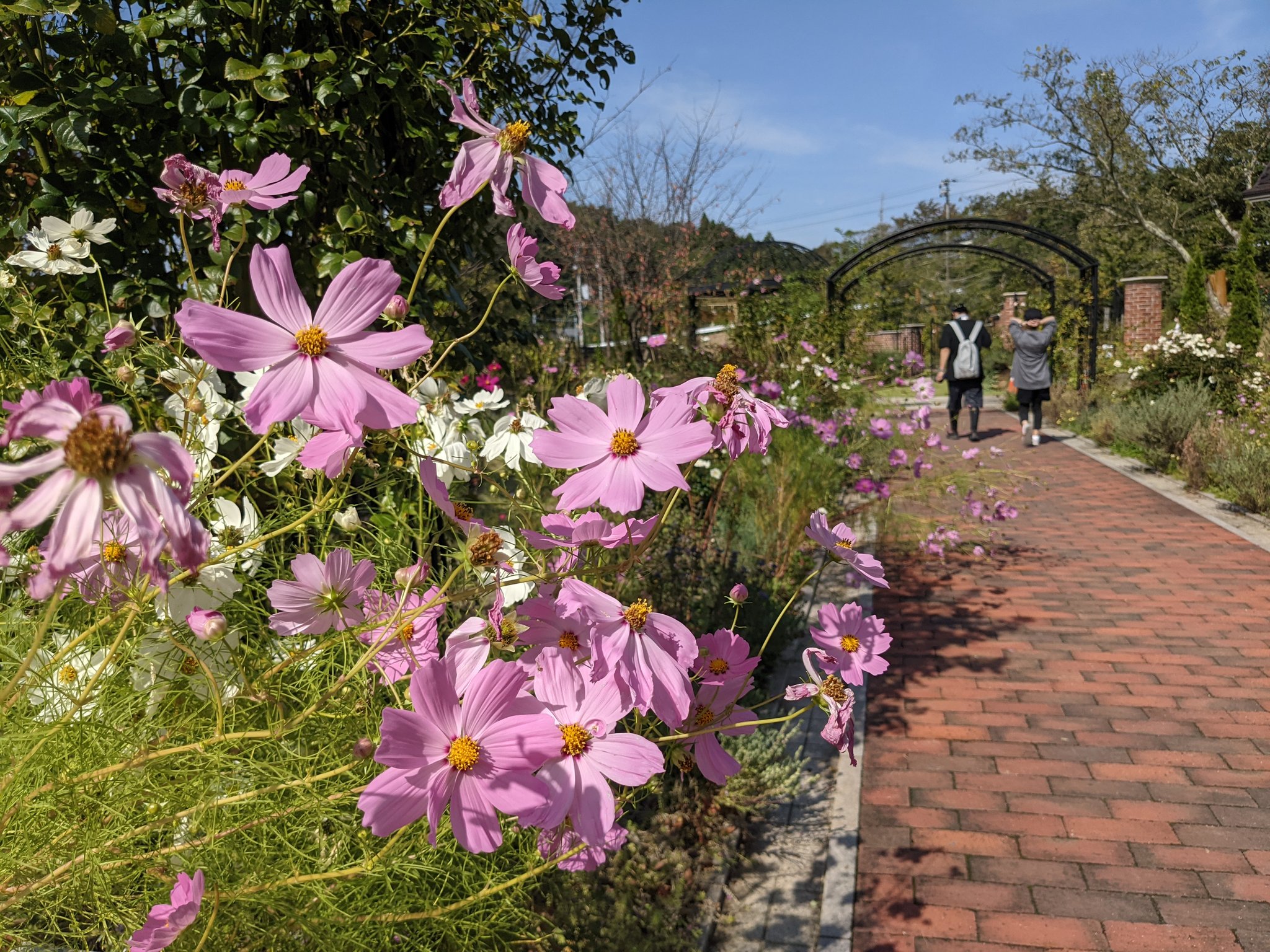 目黒浩文 こんばんは 福島県中通り地方 本宮市のプリンス ウィリアムズ パーク英国庭園 です 秋バラ とコスモスが咲いております 福島県本宮市 プリンス ウィリアムズ パーク英国庭園 英国庭園 薔薇 コスモス チョコレートコスモス