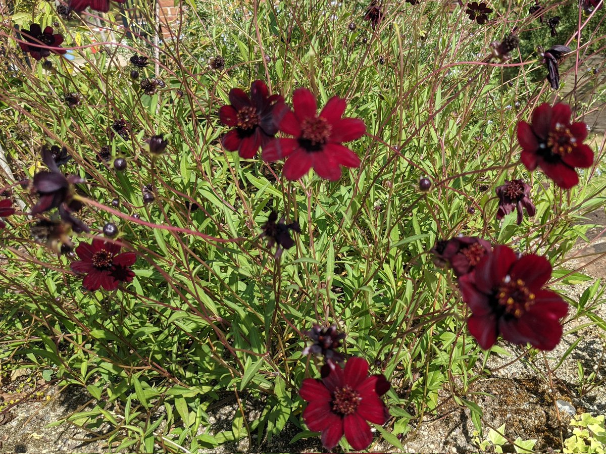目黒浩文 こんばんは 福島県中通り地方 本宮市のプリンス ウィリアムズ パーク英国庭園 です 秋バラ とコスモスが咲いております 福島県本宮市 プリンス ウィリアムズ パーク英国庭園 英国庭園 薔薇 コスモス チョコレートコスモス