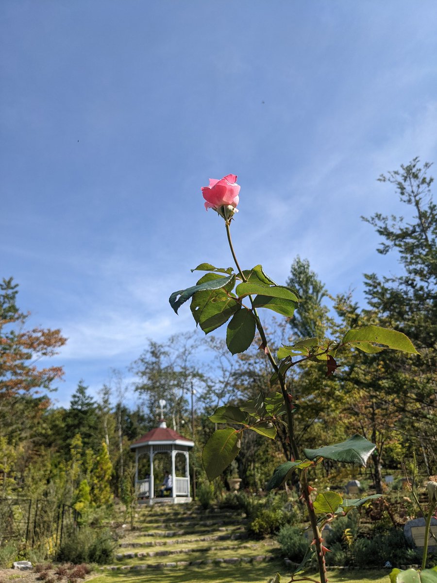 目黒浩文 こんばんは 福島県中通り地方 本宮市のプリンス ウィリアムズ パーク英国庭園 です 秋バラ とコスモスが咲いております 福島県本宮市 プリンス ウィリアムズ パーク英国庭園 英国庭園 薔薇 コスモス チョコレートコスモス