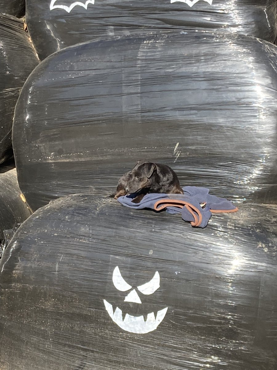 Coleby PYO Pumpkins tweet media
