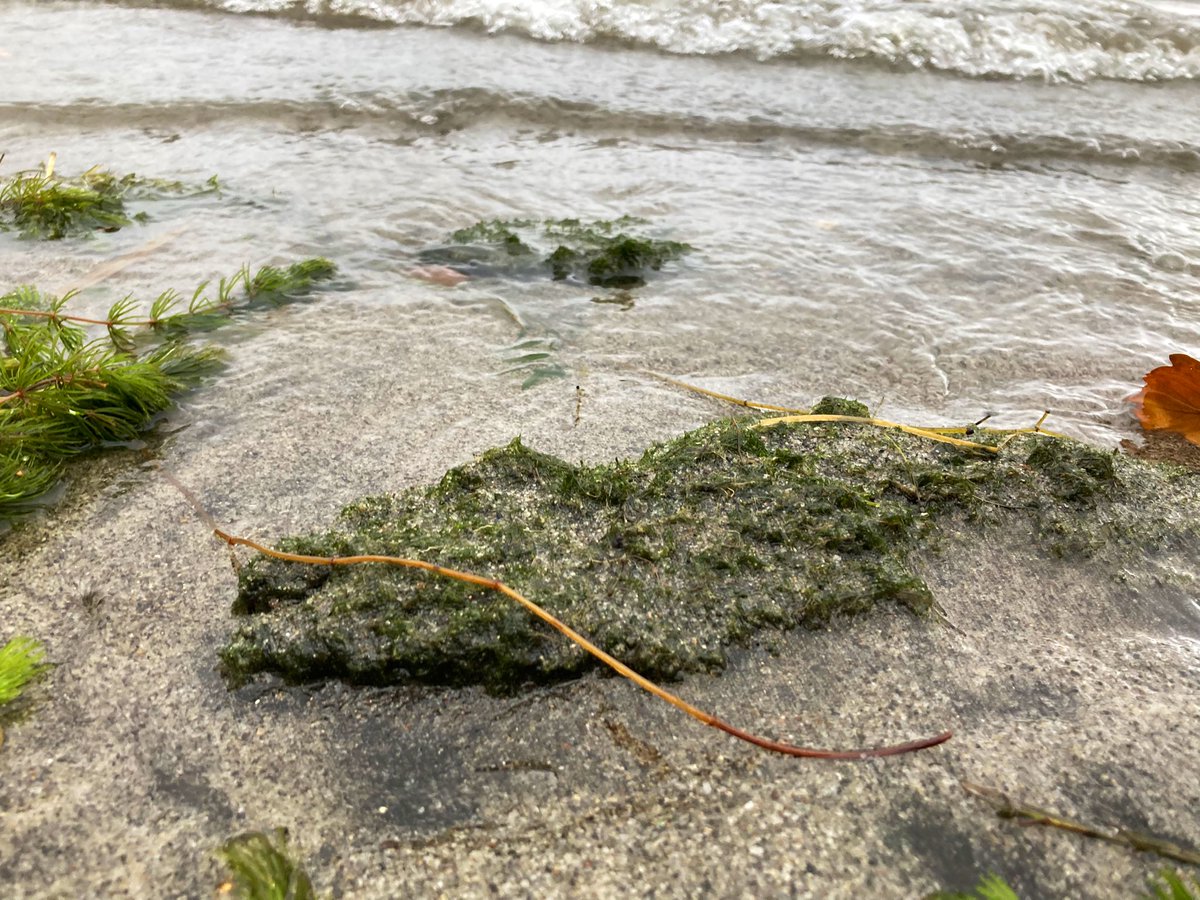 阿寒湖のマリモは風速7mを超えると打ち上がり始める 崩壊と再生を繰り返す生き様 新鮮ピチピチ Togetter