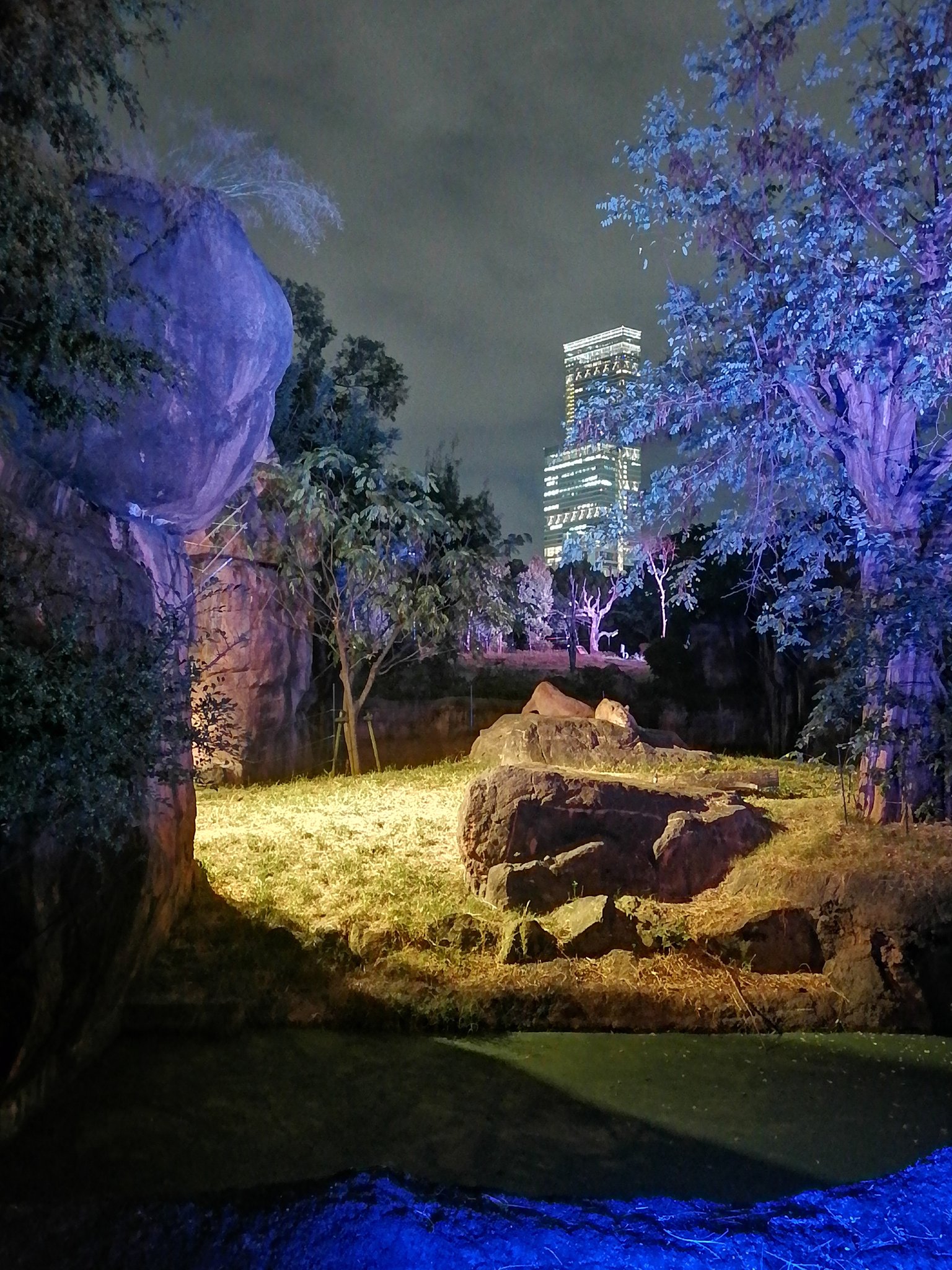 大阪ホテルピボット Hotel Pivot 天王寺動物園 ナイトzoo 阿倍野ハルカスをバックにまったりくつろぐライオンさんです 天王寺動物園 新世界エントランス まで ホテルピボットから徒歩約5分 次回10月16 土 17 日 も開催予定 チケットは予約