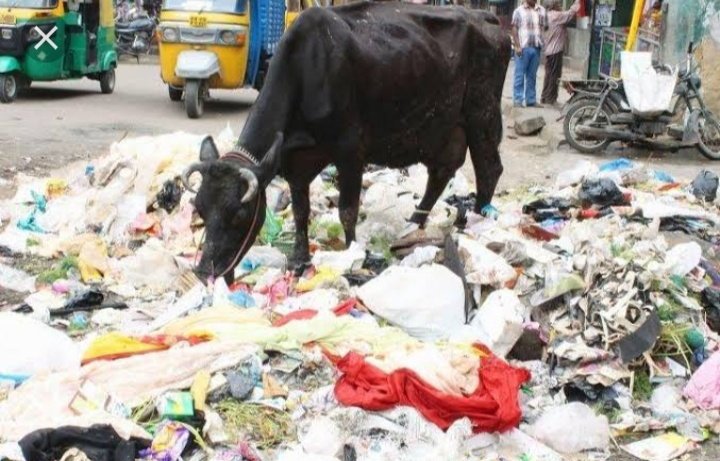 wewantgreen's tweet image. Plastic Waste Removed From Cow's Stomach After 3-Hour Surgery In Bihar
#PlasticPollution 
#HumanMistake 
#AvoidPlastic 
#SaveEnvironment 
#SaveAnimals