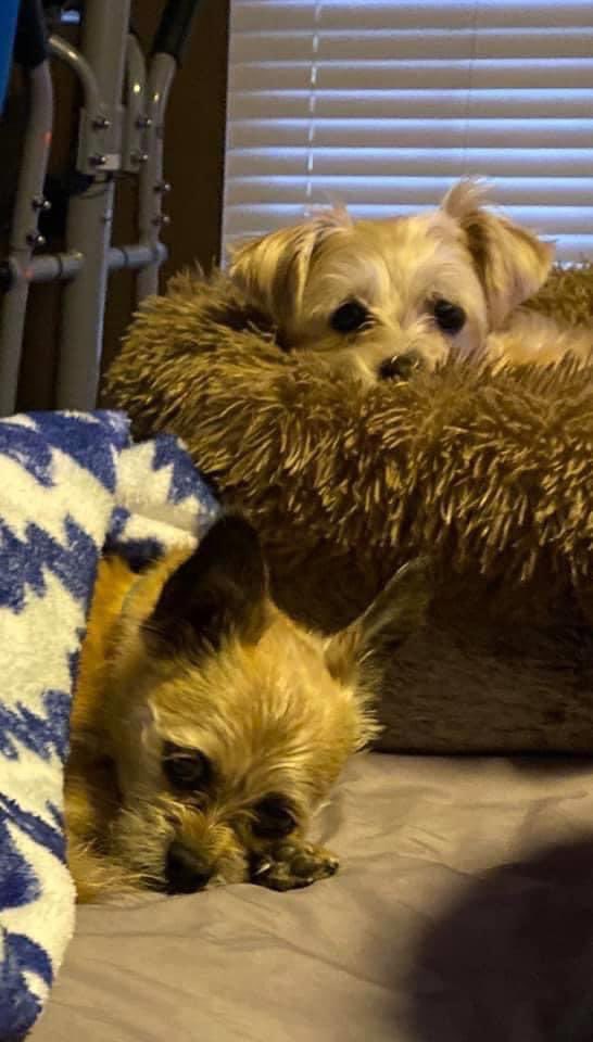 nija8689's tweet photo. @BrittanyBabc7 #BigDogSunday Happy Sunday from Nate Fluffbutt and Izzy Flooftail 🐾💕 https://t.co/F8TRSh8eMk