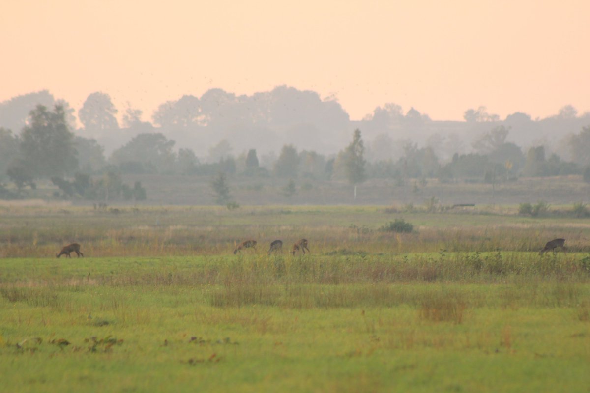 Gisteravond op de zunase heide.