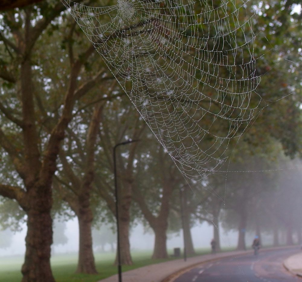 Bootsyclegg's tweet photo. The magic ingredient in many a spell, and a delicious word to say. Cobweb. #everydaymagic #hackney #wellstreetcommon #autumnalmist.
Image thank to @Bumpfox https://t.co/bqvYl0Ue8J