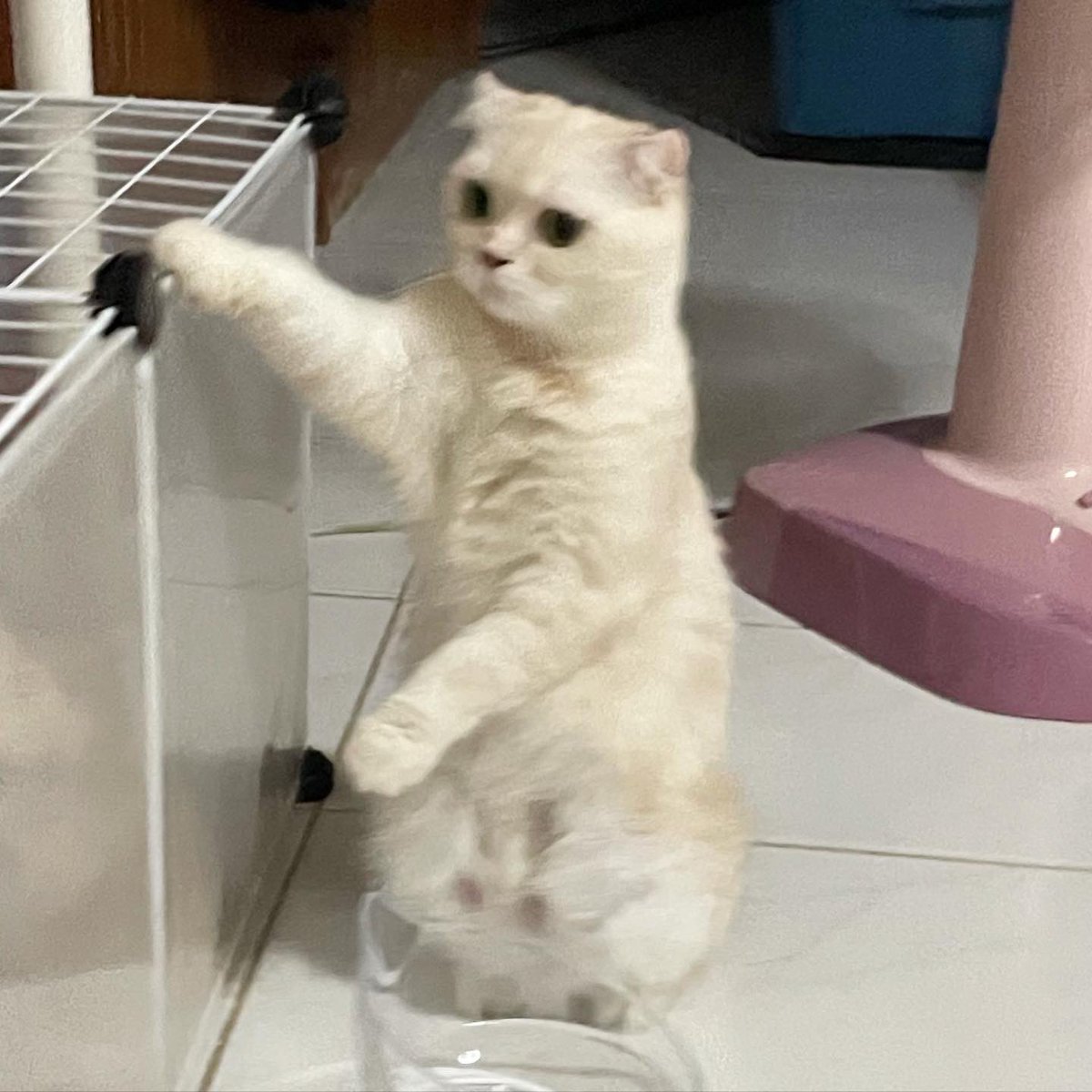 acatmarvel's tweet photo. ไม่ค่อยเห็นมาร์เวลยืนสองขา 😂😂 https://t.co/11mE7Nz20Q