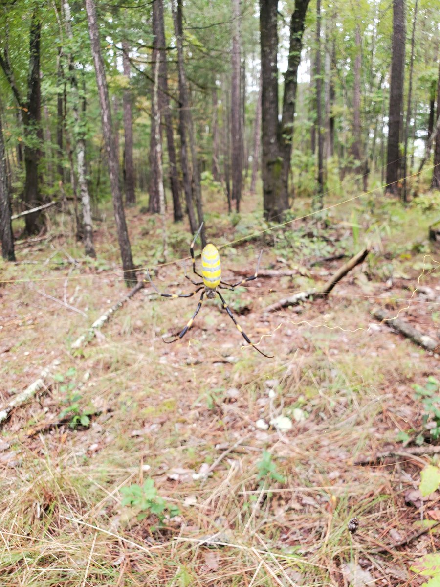We have so much fun in lab! Found some awesome (and not so awesome like the Joro spider) things this week in #forest Protection #foresthealth