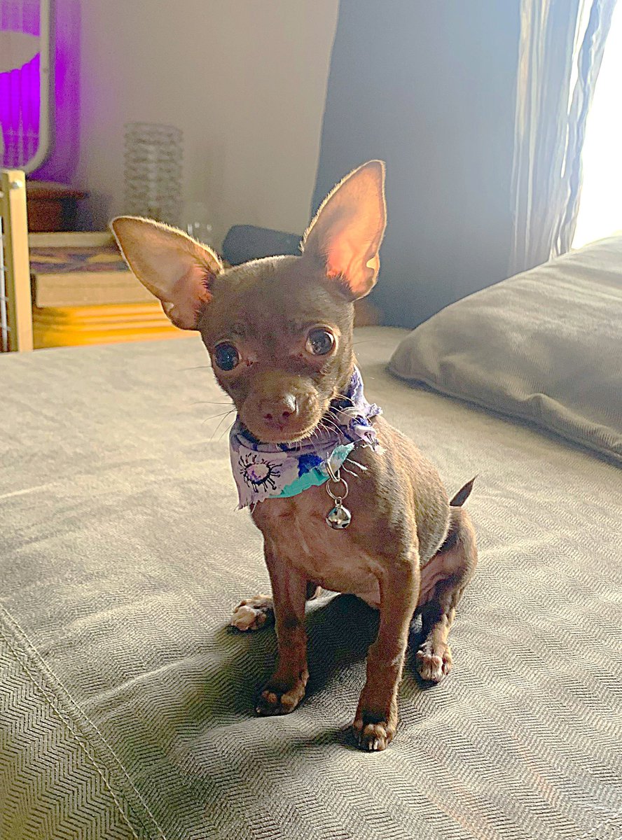 JohnnyRyderXXX's tweet photo. Haven’t posted in forever but thought never too late to give my little nugget some exposure. #Kahlua #puppylove #oldiesbutgoodies #bitchstolemyheart https://t.co/8JXPbUNAMz